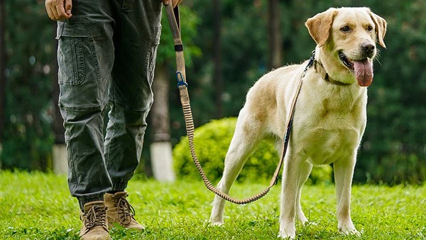 tactical leash tactical leash